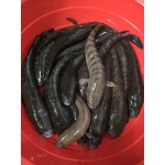 Vựa Cá biển chợ bình điền