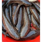 Địa chỉ bán cá lóc tươi sống tại Quận 1