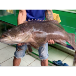 Cá Mú Nghệ (15 - 30 Kg)