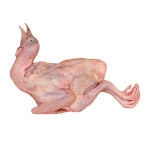 Địa Chỉ Bán Bồ Câu Thịt Quận Bình Tân Uy Tín, Giá Tốt