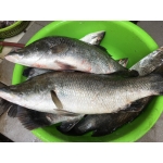 Cá Chẽm Sống (1 - 3 Kg)