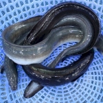 Cá chình suối (1.7 - 1.8 kg)