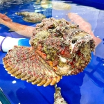 Cá mặt quỷ (1- 3 Kg)