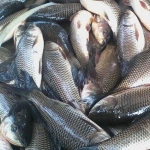 Cá trôi đã làm sạch thịt thơm ngon bổ dưỡng Size 3-3,5 kg/con