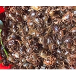 giá cua đồng tại tphcm