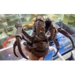 Cua Dừa Sống (800g – 2kg)