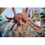 Cua hoàng đế Alaska (1.2 - 4 kg)