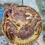 Cua hoàng đế cái (cua King) sống 2,5-3 kg/con