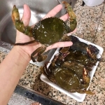 Cua lột tươi sống 12-15 con/kg