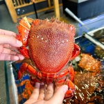 Cua huỳnh đế (0.3 - 0.5kg)