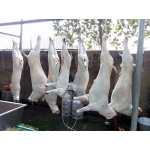 Cừu đực tơ móc hàm