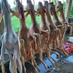 Dê đực tơ móc hàm