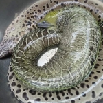 Cá chình biển (5 kg)