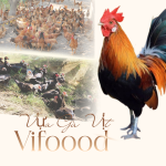 Địa Chỉ Bán Gà Vịt Giá Sỉ Tại TP.HCM