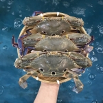 Ghẹ Sống (3 – 4 con/kg)