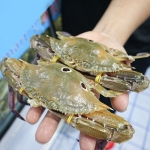 Ghẹ ba chấm tươi sống loại 1 giá tốt size 3-4 con/kg