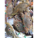 Ghẹ ba chấm đông lạnh loại 1 giá tốt size 6-7 con/kg