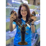 Tôm hùm Alaska (1–3 kg /con)