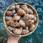 Ngao hai cồi sống 10-15 con/kg