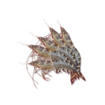 Tôm sú sống, nuôi sinh thái loại 1 Size: 40-50 con/kg Xuất sứ Bến Tre