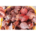 Sò điệp (sò quạt) sống 20-25 con/kg