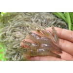 Tép đồng thiên nhiên mới đánh bắt Loại 1 Xuất sứ Tiền Giang