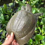 Bán Ba Ba Sống Giao Tận Nơi Huyện Bình Chánh