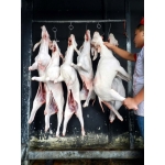 Dê cái tơ nguyên đầu giò