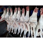 Dê cái tơ móc hàm