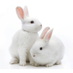 Thỏ Thịt Tươi Sống