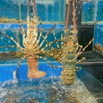 Tôm hùm bông sống (1.1 – 1.5 kg/con)