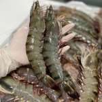 Tôm sú sống (18-22 con/kg)