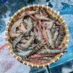 Tôm sú nguyên con tươi sống Size: 60-70 con/kg Xuất sứ Bạc Liêu
