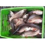 Cá trôi sống tự nhiên, vừa đánh bắt Size 2-2,5 kg/con