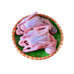 Chim bồ câu ta làm sạch 200-300 gr/con