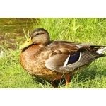 Vịt cỏ (vịt đồng) sống  Size: 3-3,5 kg/con 