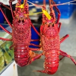 Tôm hùm đỏ Úc (1 - 3 kg)