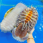 Bọ Biển sống (1–2 kg/con)