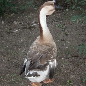 Ngỗng làm sạch