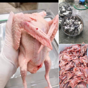 Địa Chỉ Bán Bồ Câu Thịt Cần Giờ Uy Tín, Giá Tốt