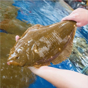 Cá Thờn Bơn sống (0.9 - 1.4 kg)