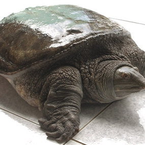 Ba Ba Thịt Hà Nội