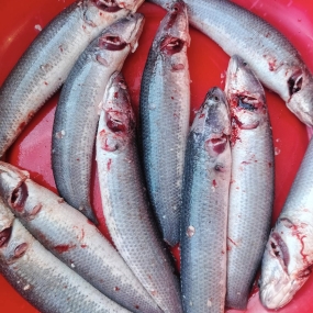 Cá lóc thiên nhiên đã làm sạch đảm bảo ngon Size 1,5-2 kg/con