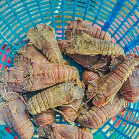 Tôm mũ ni trắng (tôm vỗ) đông lạnh 2-3 con/kg