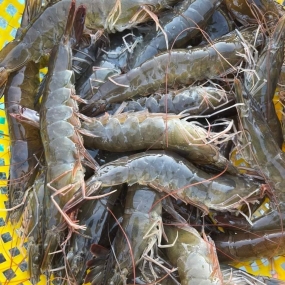 Tôm thẻ tươi sống 35-40 con/kg