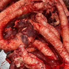 Cuống họng bò
