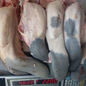 Lưỡi bò