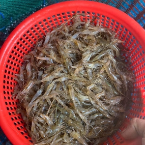 Tép đồng an toàn tươi rói, giá tốt Loại 1 Xuất sứ Bến Tre
