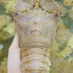 Tôm mũ ni trắng (tôm vỗ) tươi sống 6-7 con/kg