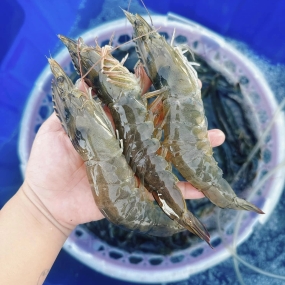 Tôm thẻ sống 40-50 con/kg
